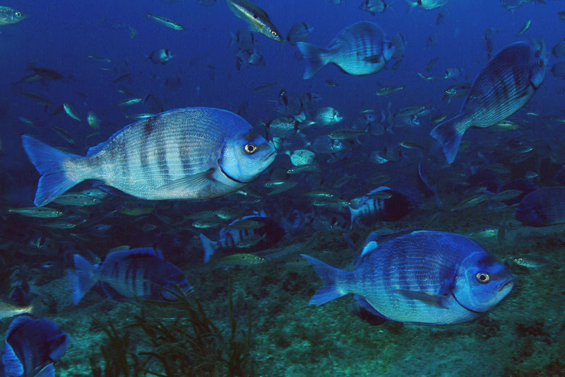 Spondyliosoma cantharus  in riproduzione
